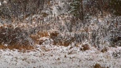 Photo of Believe it or not, there is a wolf in the picture! Can you find it?
