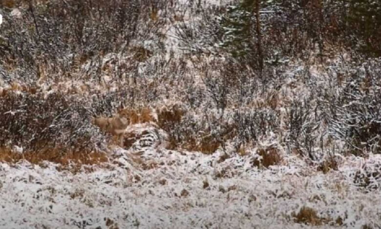 Believe it or not, there is a wolf in the picture!  Can you find it?