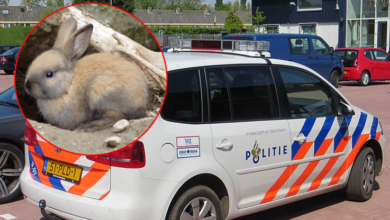Photo of Netherlands. Domestic rabbits dug up over 100-year-old human remains in a garden