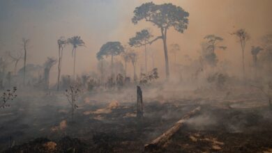 Photo of Tropical deforestation: agriculture leaves many deforested areas unused
